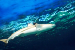 Caribbean reef shark